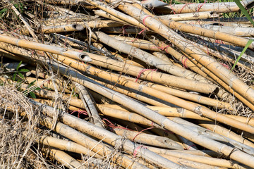 A stack of bamboo sticks on a farm. Natural material - bamboo ready for construction, Thailand.
