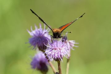 Butterfly on a flower
