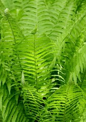 Close up of Fern in Spring sunlight