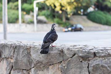 An urban pigeon/ Close up head shot of beautiful speed racing pigeon bird