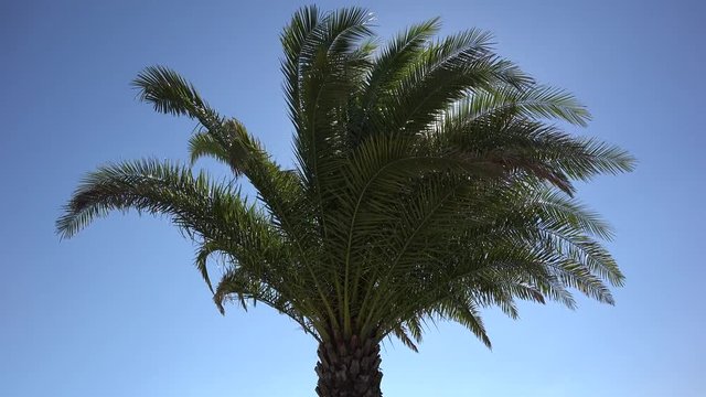 Palm tree dancing in wind breeze, bright sun shinning on blue serene sky, holiday invitation