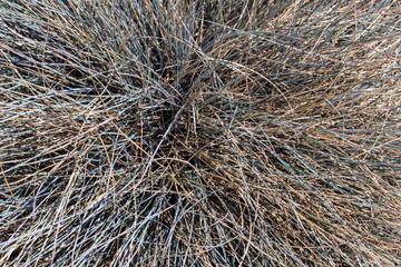 Festuca Cinerea decorative grass, close up.