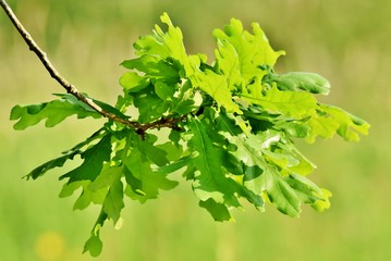 Close up of fresh green Oak leaves in sunlight