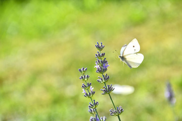La farfalla in volo sopra i fiori di lavanda
