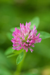 Field flower clover lilac close-up.