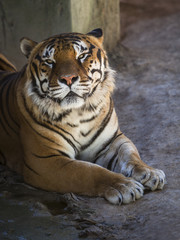 Fototapeta na wymiar Lovely tiger resting