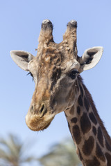 Beautiful giraffe