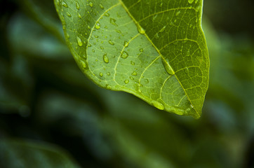 Beautiful landscape of fresh dewdrop on leaves in the fields outdoor at Ratchaburi,Thailand.