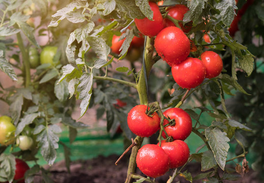 Ripe  tomatoes in garden