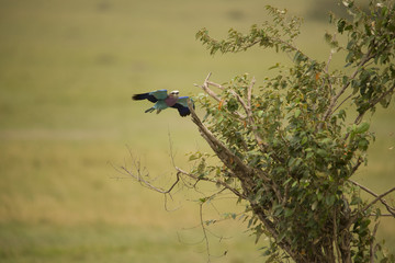 A blue winged bird about to land on a plant somewhere in Africa