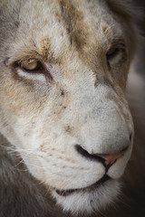 Lovely albino lion