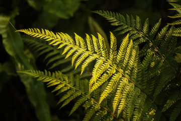  fern leaf in sunlight