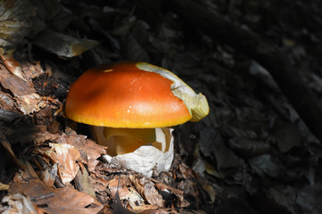 Caesar's mushroom (Amanita caesarea) grows in moss in the forest. Most delicious mushroom in the world