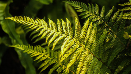 fern leaves in the forest © homopaparaccis