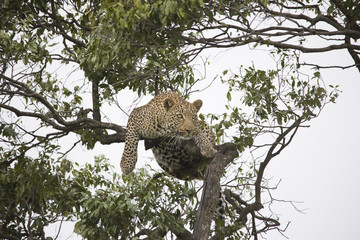 Fototapeta na wymiar A cheetah walking and resting on a tree branch in Africa