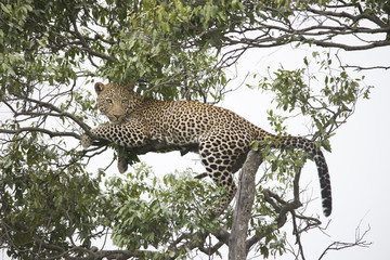 A cheetah walking and resting on a tree branch in Africa