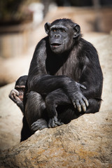 Precious chimpanzee with its breeding