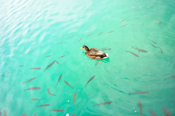 Plitvice waterfall lakes