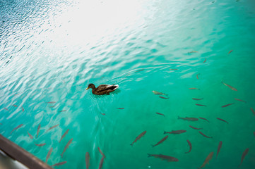 Obraz premium Plitvice waterfall lakes