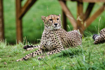 Guépard