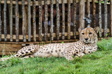 Guépard
