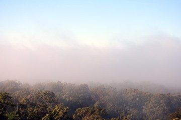 Heavy fog over trees and bushland background