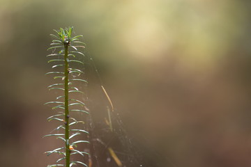 Een jonge den op een schilderachtige, wazige achtergrond