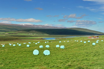 Iceland. Freshly cut grass bales wrapped in polyethylene