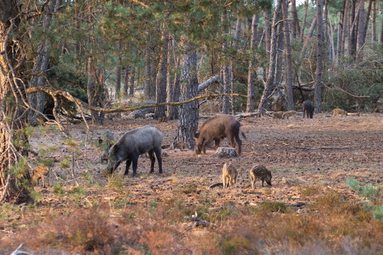Wilde zwijnen op de Hoge Veluwe