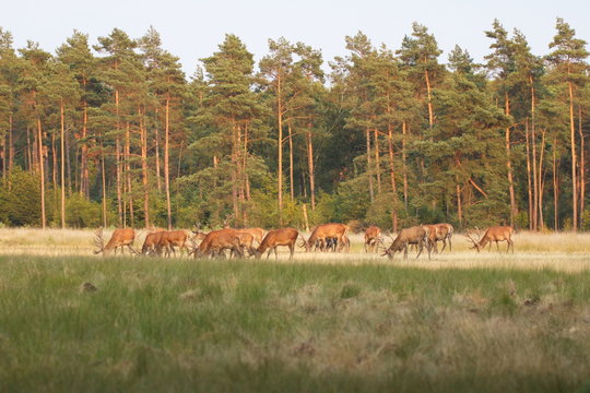Een kudde damherten op de Hoge Veluwe