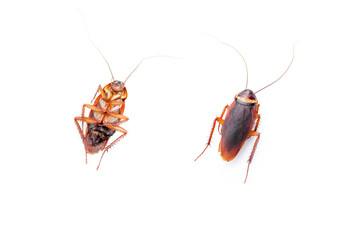 cockroach isolated white background