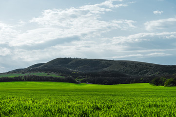 Image of a landscape of a green grass or wheat field and a blue sky with patterns from the clouds. The concept of serenity of ecology and spring