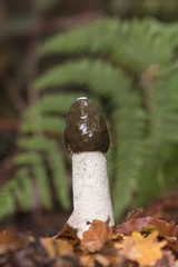 Stinkhorn_0000008993763_1
