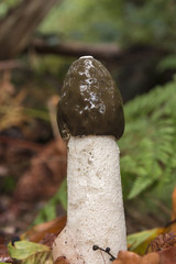Common Stinkhorn, Phallus impudicus, growing in leaf-litter, early autumn in a Berkshire woodland.