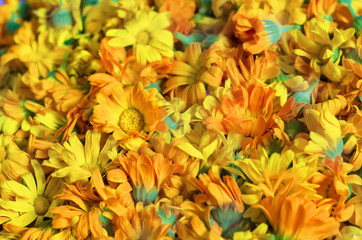 Background with fresh Calendula. Medicinal herbs