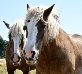 braune Pferde mit weisser Mähne