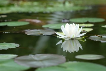 White lotus in the pool.