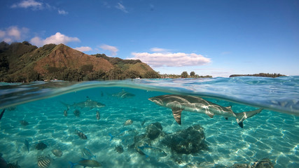 Over under sea surface sharks,tropical fish and bird ,Pacific ocean, French Polynesia