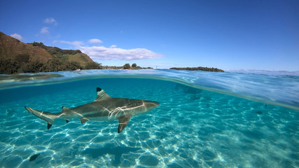 Over under sea surface sharks,tropical fish and bird ,Pacific ocean, French Polynesia