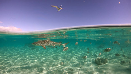 Fototapeta na wymiar Over under sea surface sharks,tropical fish and bird ,Pacific ocean, French Polynesia