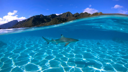 Over under sea surface sharks,tropical fish and bird ,Pacific ocean, French Polynesia - 214336241