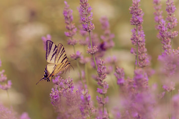 Il volo del Podalirio