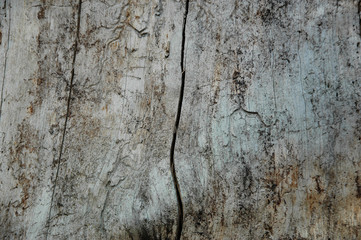 A grey colored wood texture