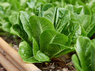 Organic green leafy vegetables