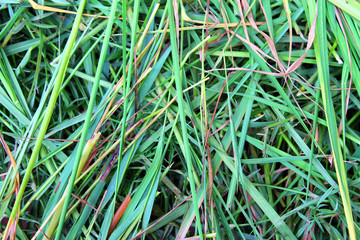 close up green  grass background