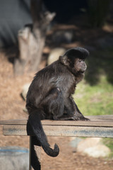National Zoo Monkey