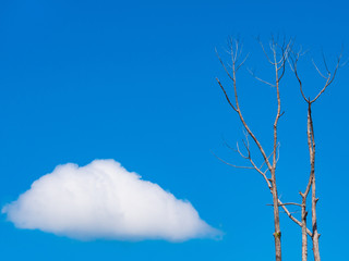 tree dead and blue sky