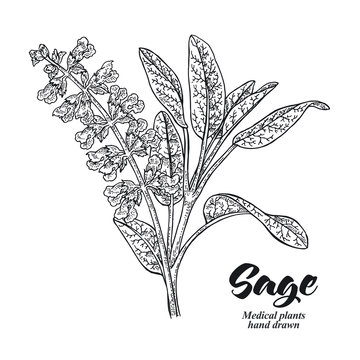 Salvia officinalis plant also called sage garden. Leaves and flowers isolated on white background. Hand drawn vector illustration engraved.