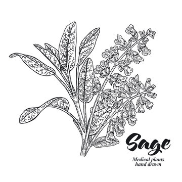 Salvia officinalis plant also called sage garden. Leaves and flowers isolated on white background. Hand drawn vector illustration engraved.