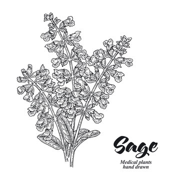 Salvia officinalis plant also called sage garden. Sage flowers isolated on white background. Hand drawn vector illustration engraved.